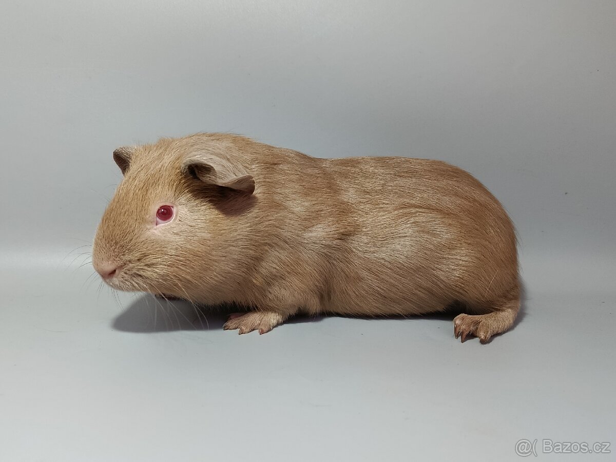 Cuy obří morče s VP/PP