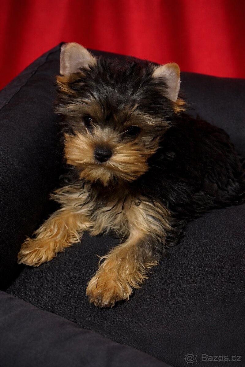 Štěně Jorkšírský teriér