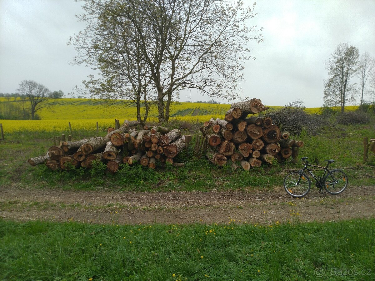 Ořechová kulatina 16m³