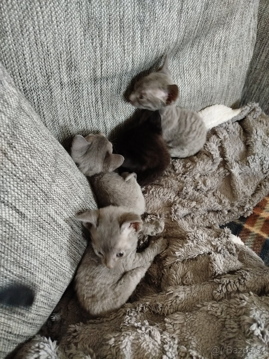 Cornish rex koťátka bez PP