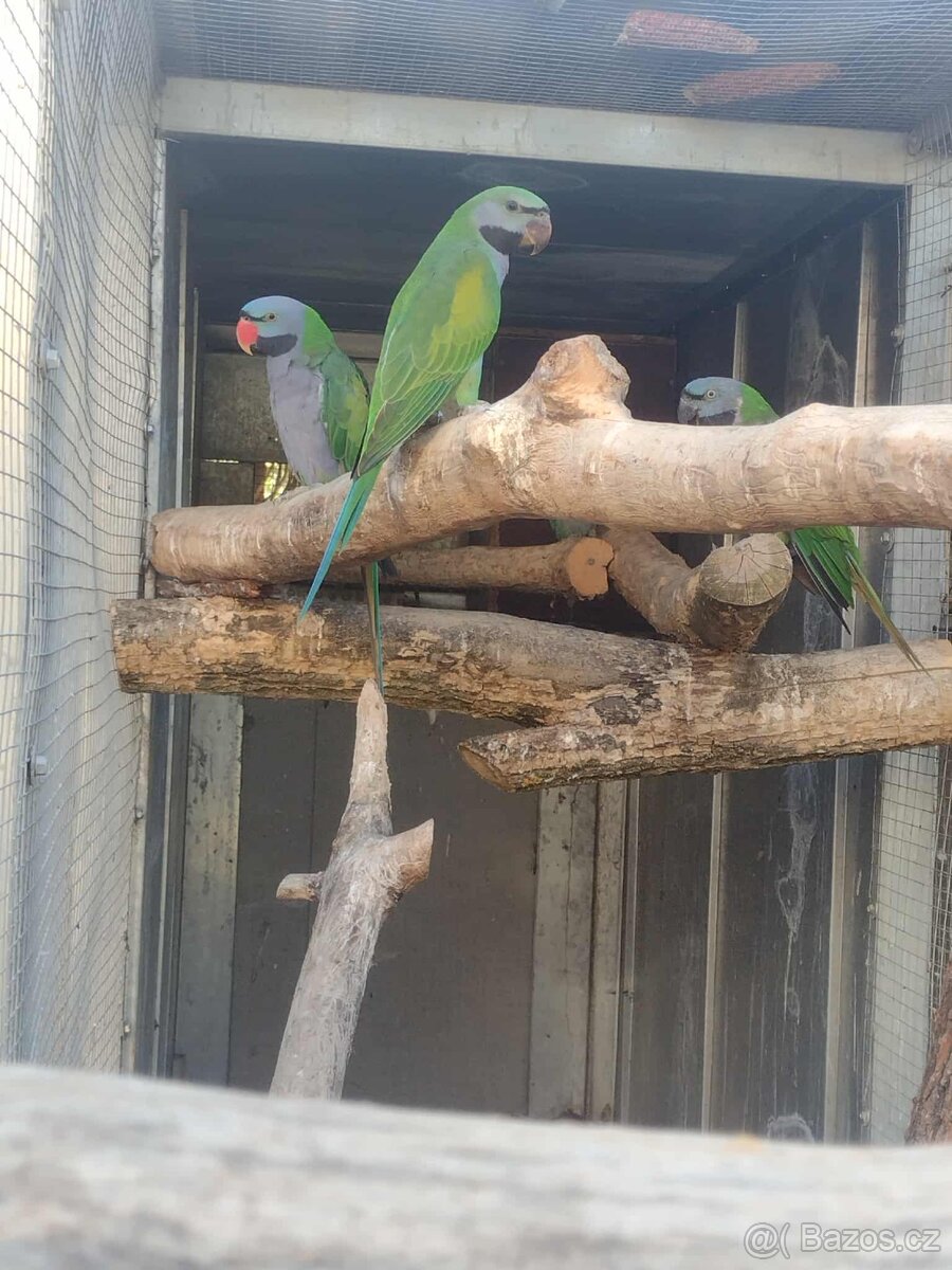 Burza Přerov 9.11 Alexandr čínský