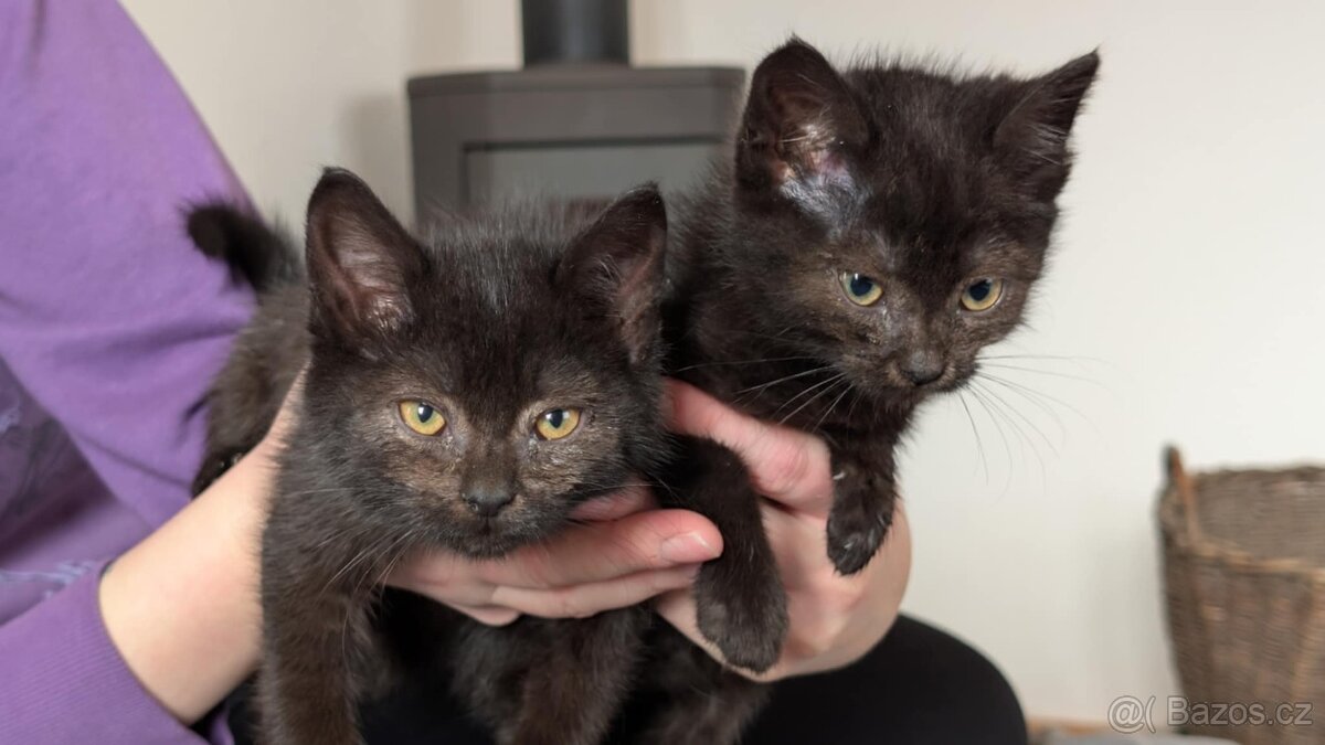 Daruji 2 koťata