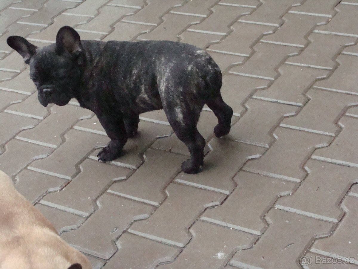 francouzský buldoček