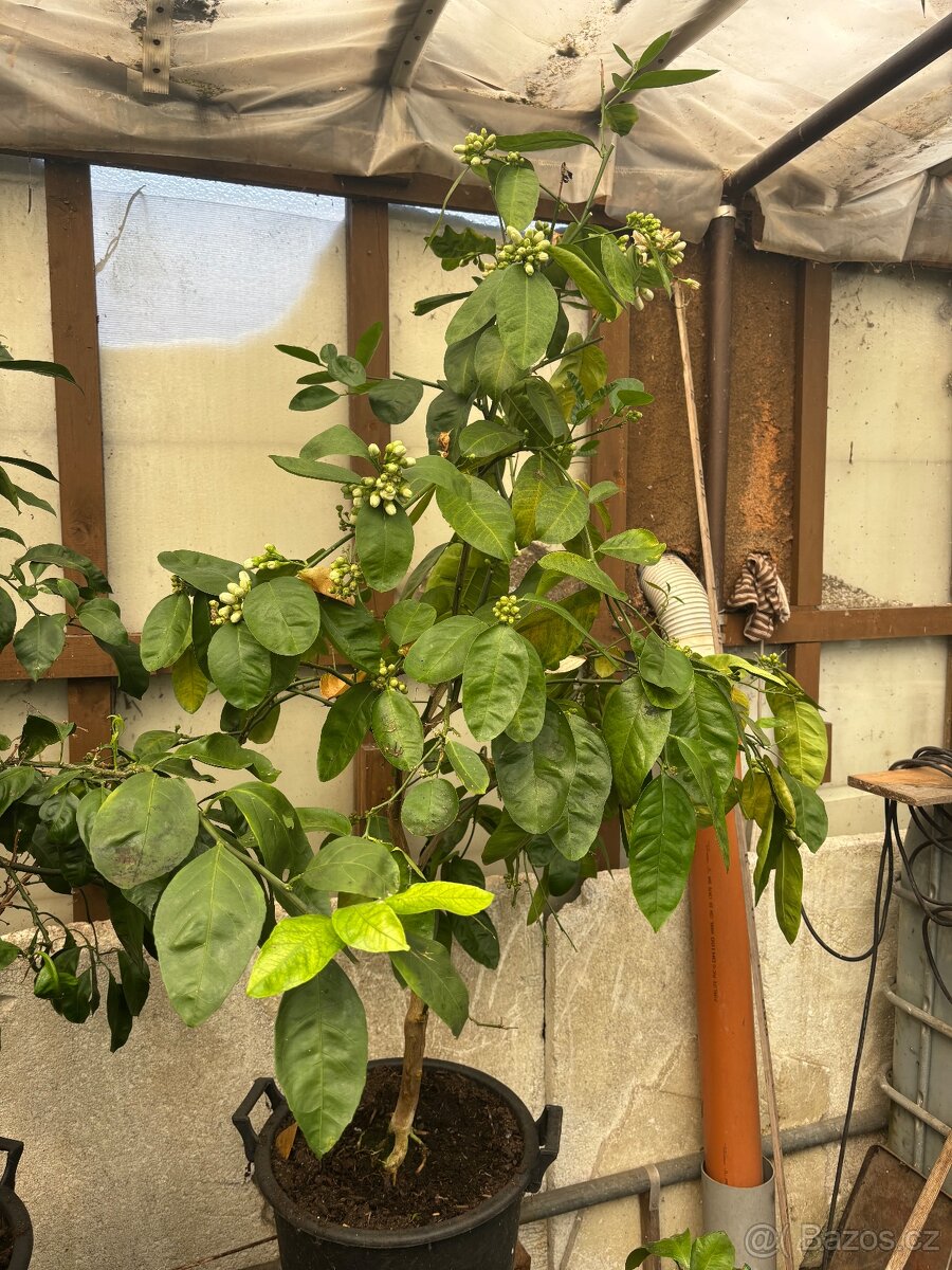 Citroník Ponderosa