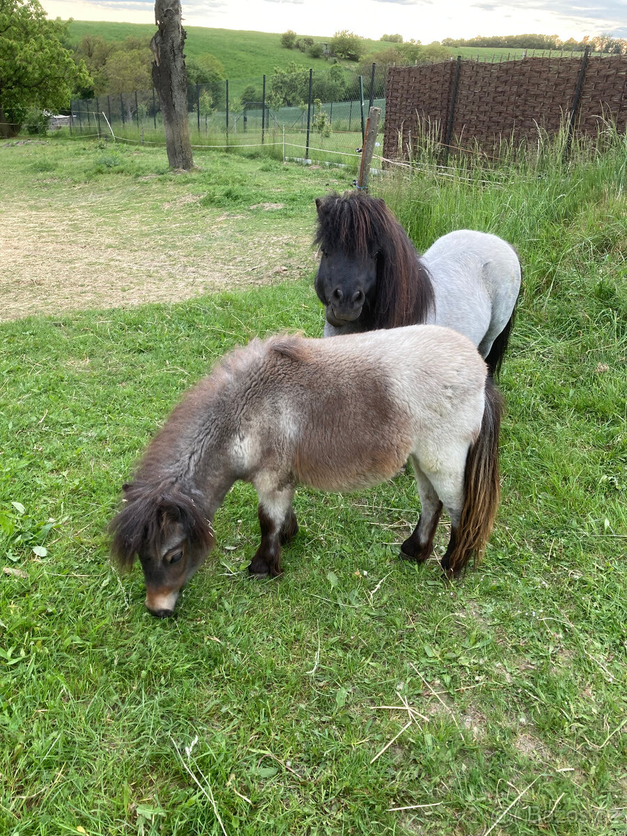 Shetland pony