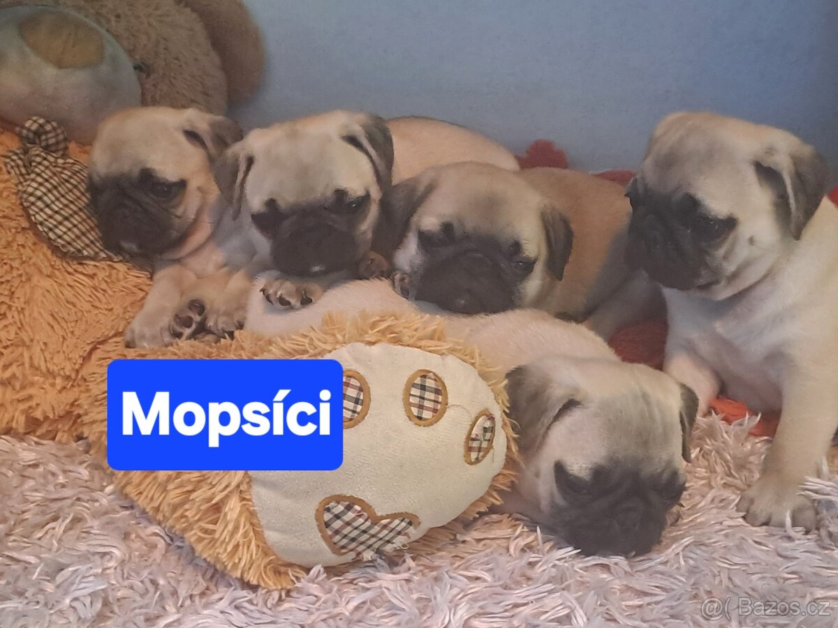 Mops
