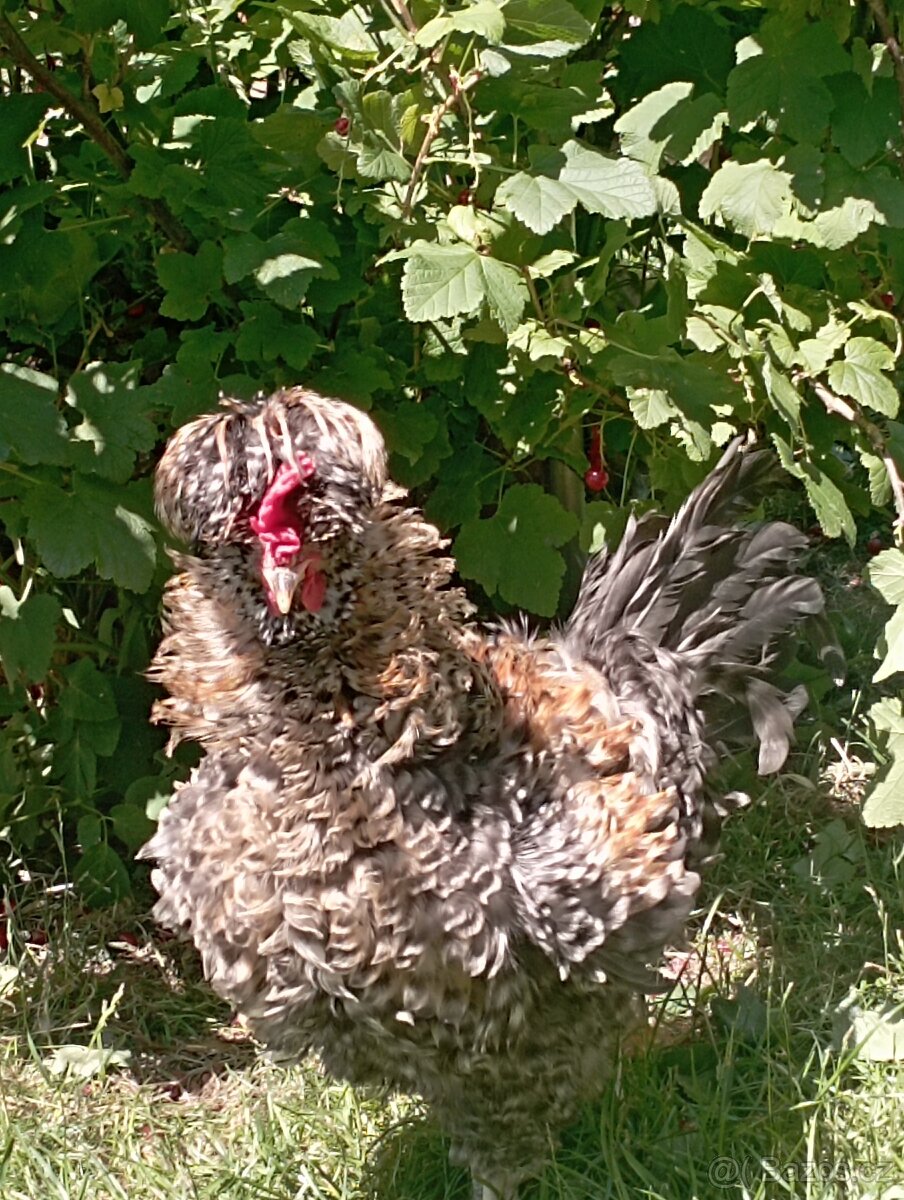 Kohoutek