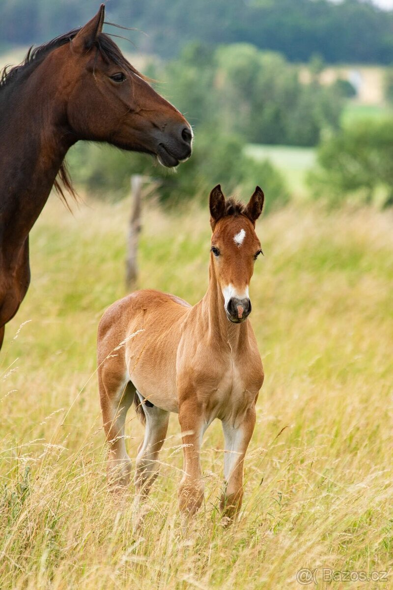 Hřebeček Welsh Cob
