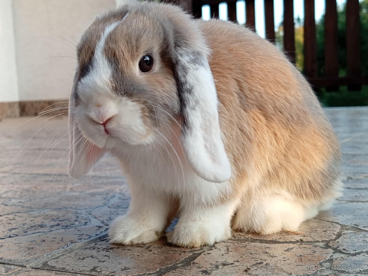 Volná samička - Anglický Zakrslý Beránek MiniLop🍑🧡🤍