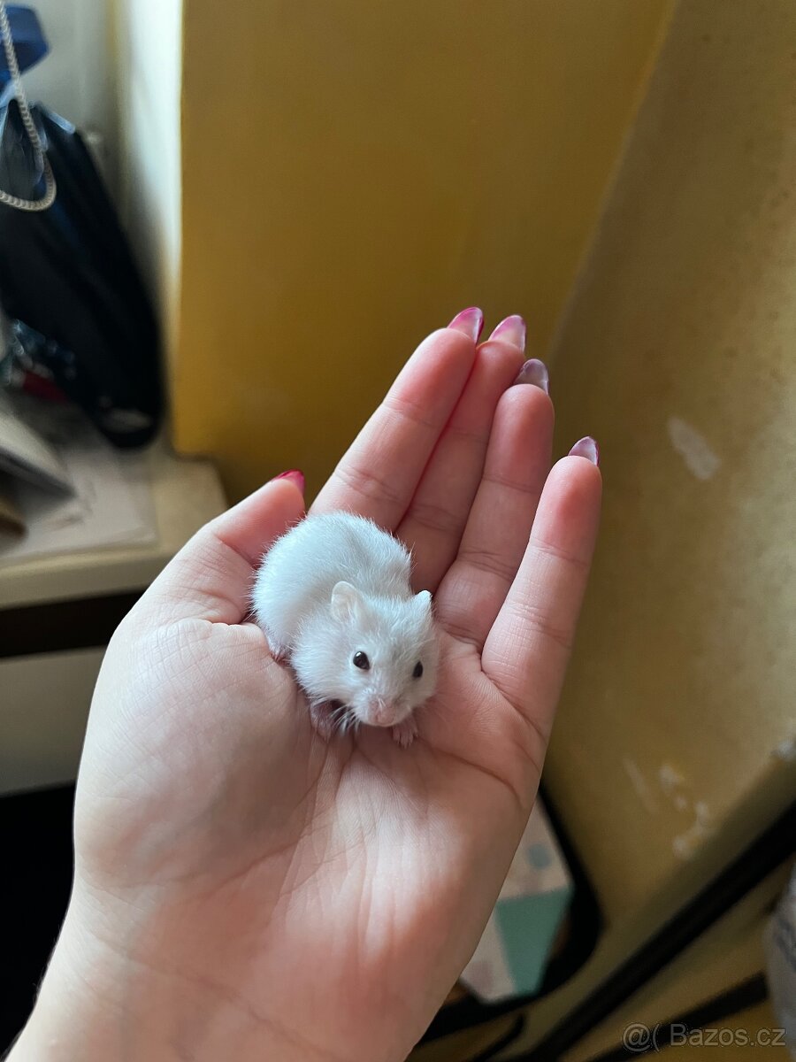 Mláďata křečíka Džungarského