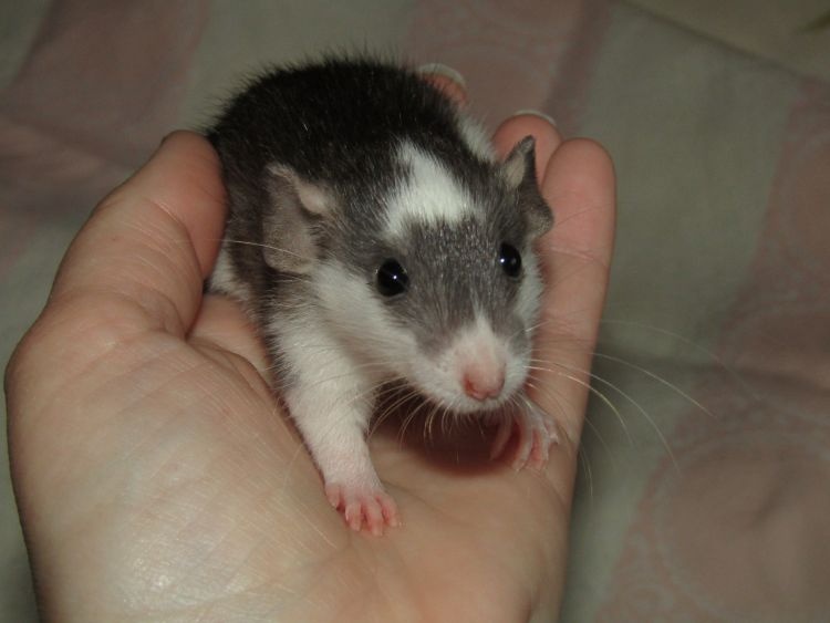 Dumbo, obláčkový efekt - mláďata potkánků s výpisem předků