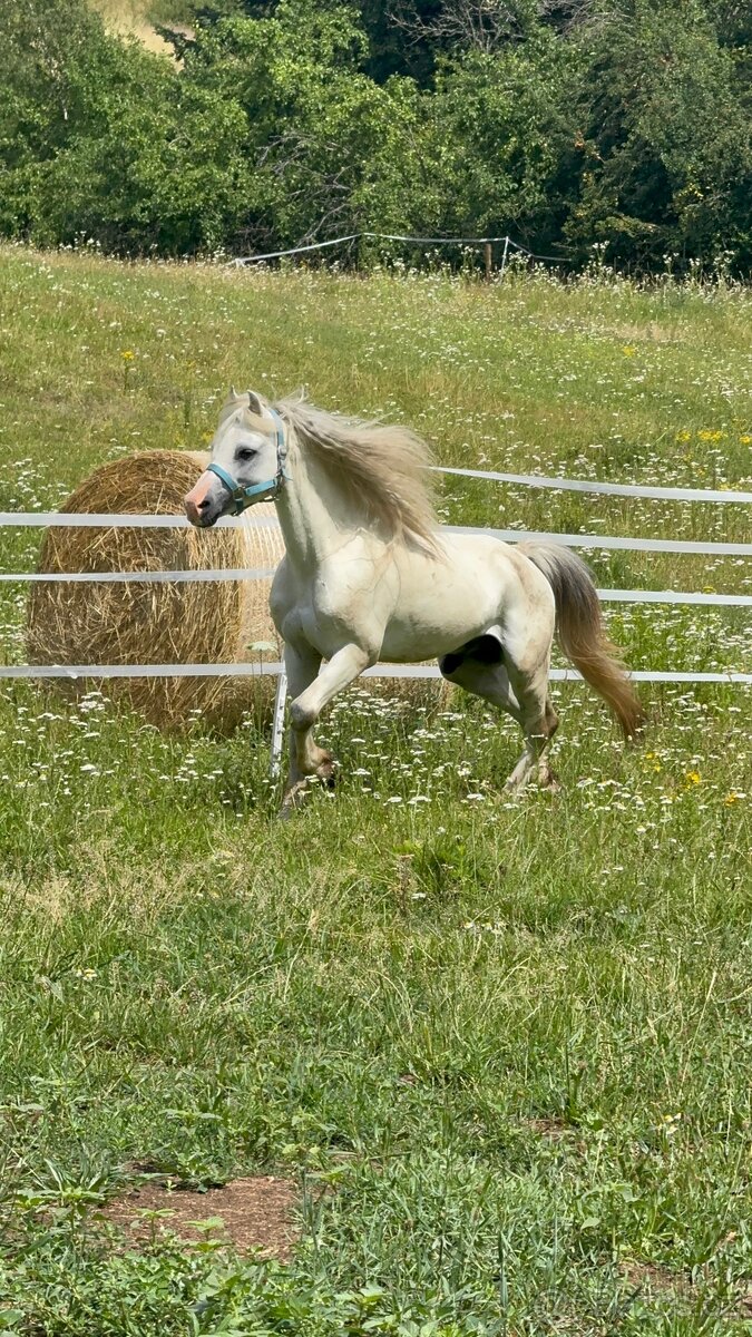 Hřebec Welsh mountain pony