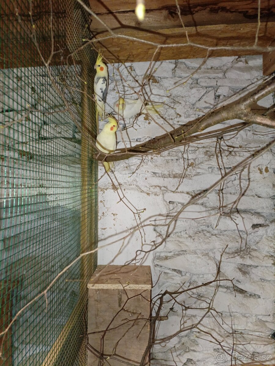 Korela