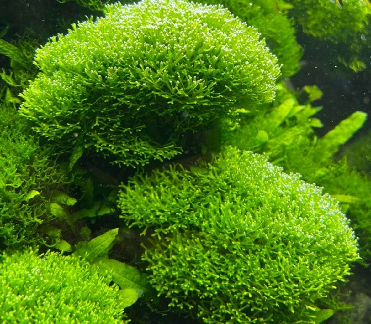 Riccia Fluitans