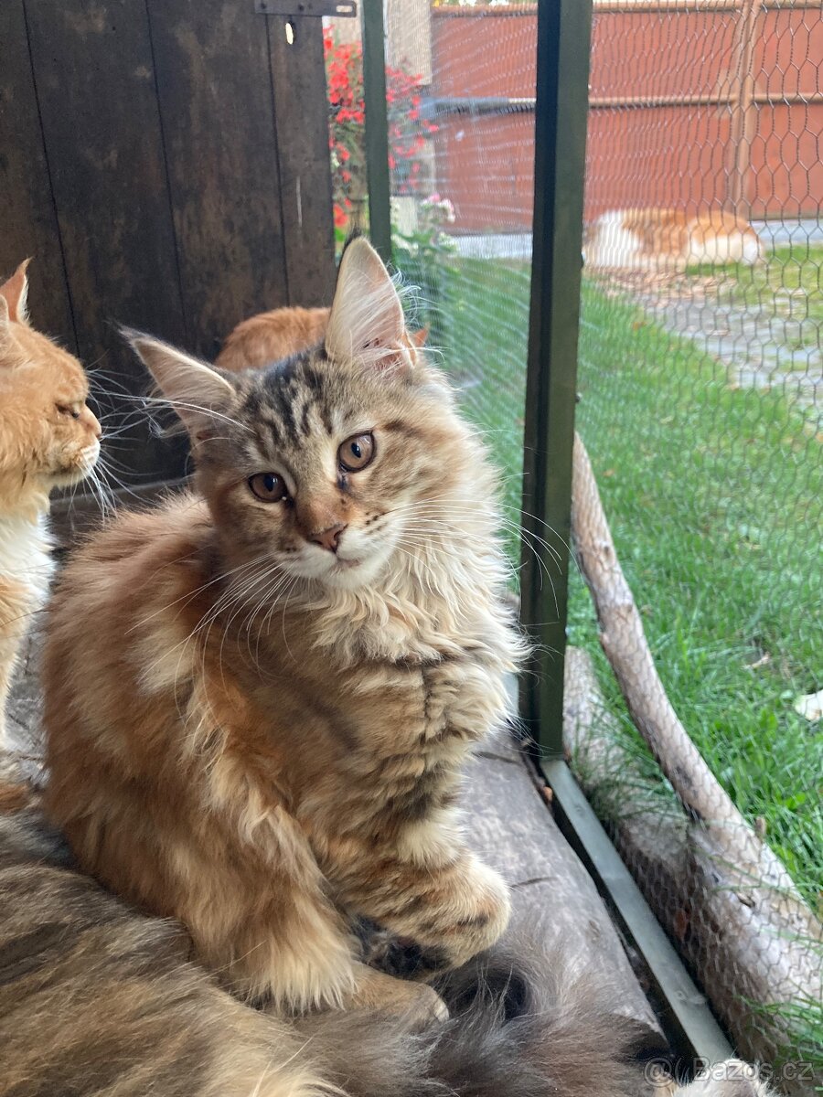 Mainská mývalí s pp,