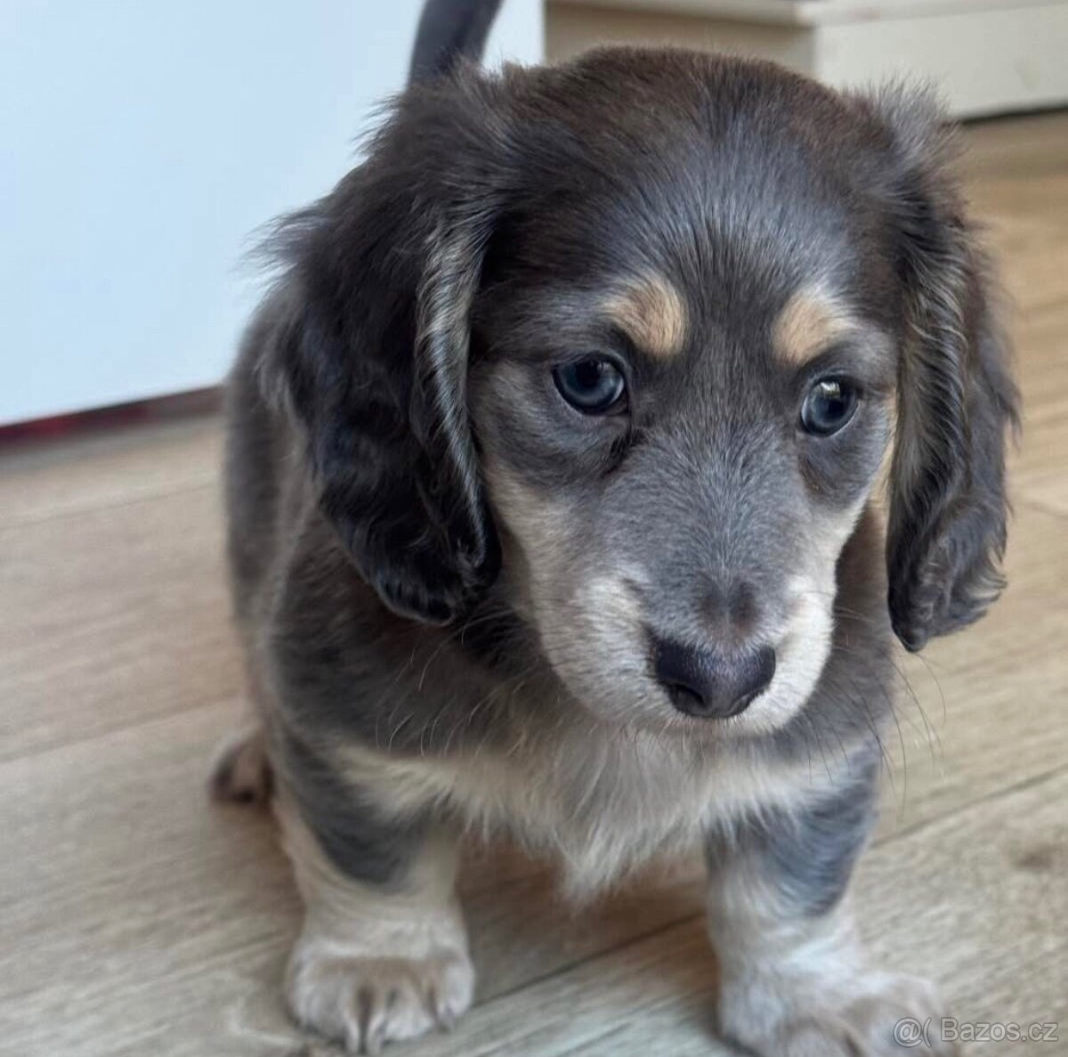 Štěňata jezevčíka samec a samice k adopci.