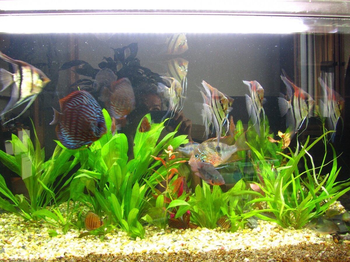 Levamisol-roztok-léčivo odčervení,paraziti skaláry,terčovci