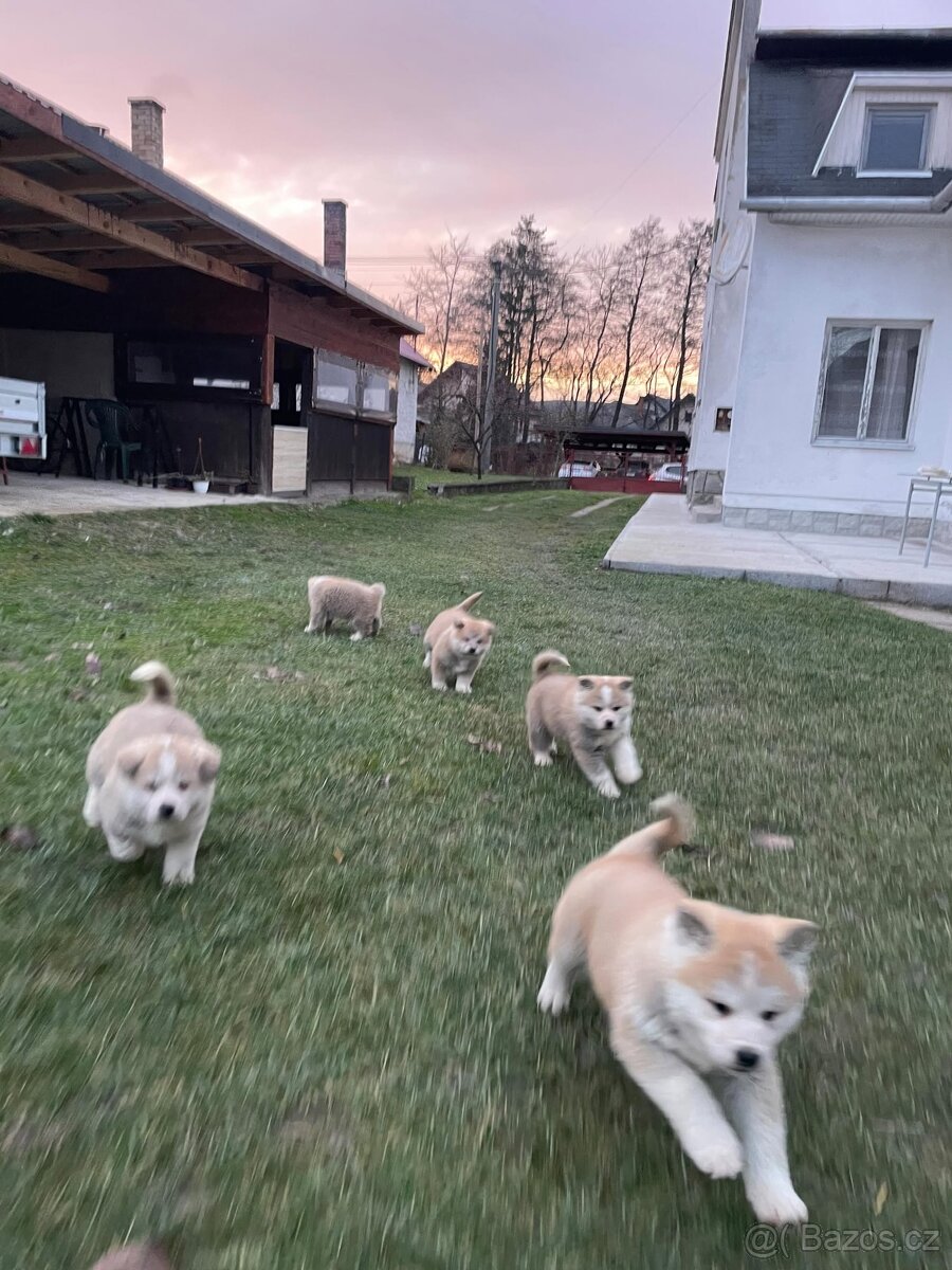Akita inu šteňátka