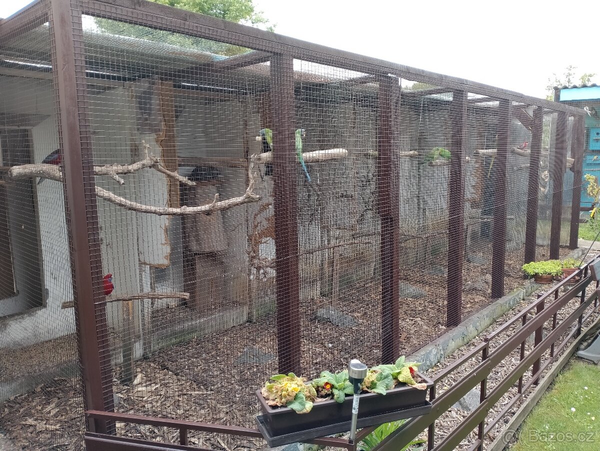 Papoušci na prodej .....