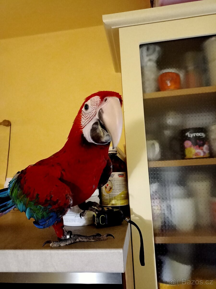 Ara zelenokřídlý 1.0