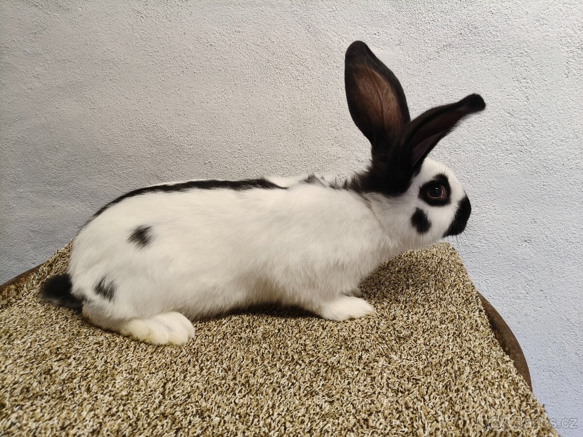 Německý obrovitý strakáč