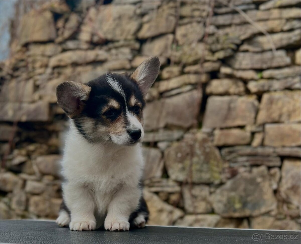 Welsh corgi pembroke s PP