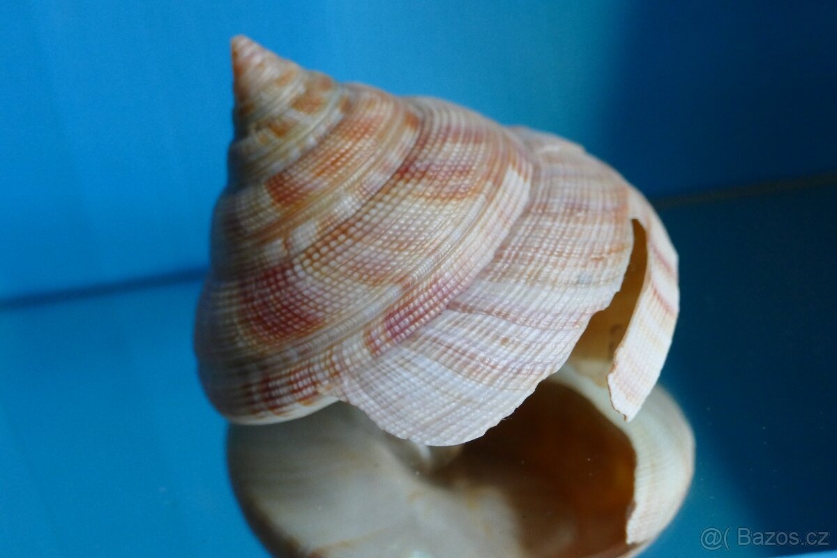 Pleurotomaria hirasei