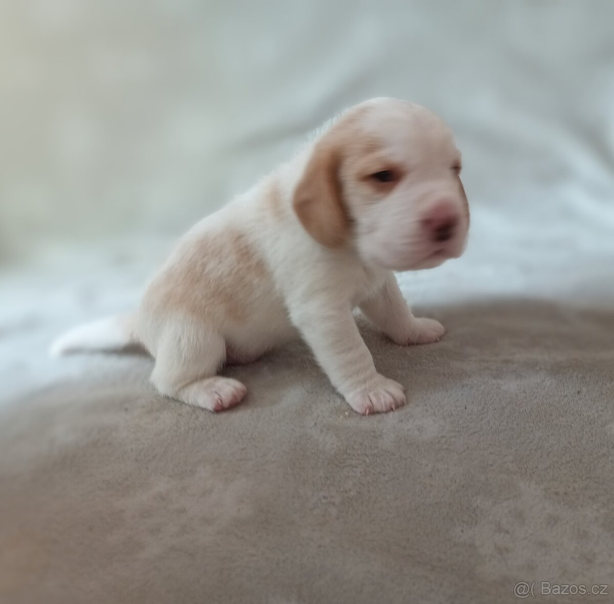 Beagle s PP - pejsek