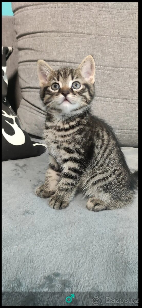 Koťátka od Britské Whiskas