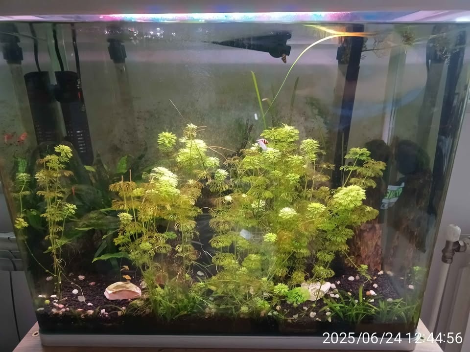 Akvarium 72l včetně osazenstva