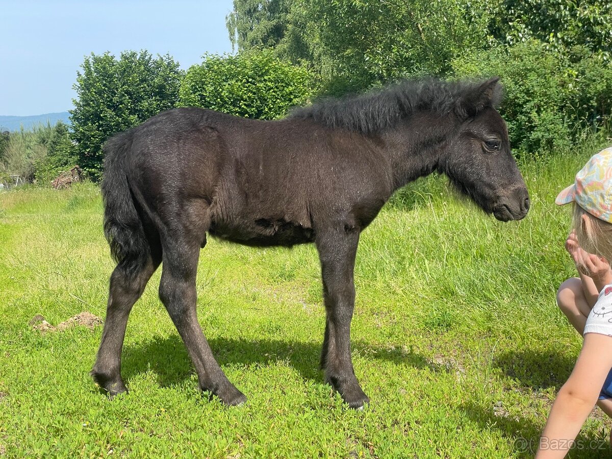 shetland pony s PP hřebeček