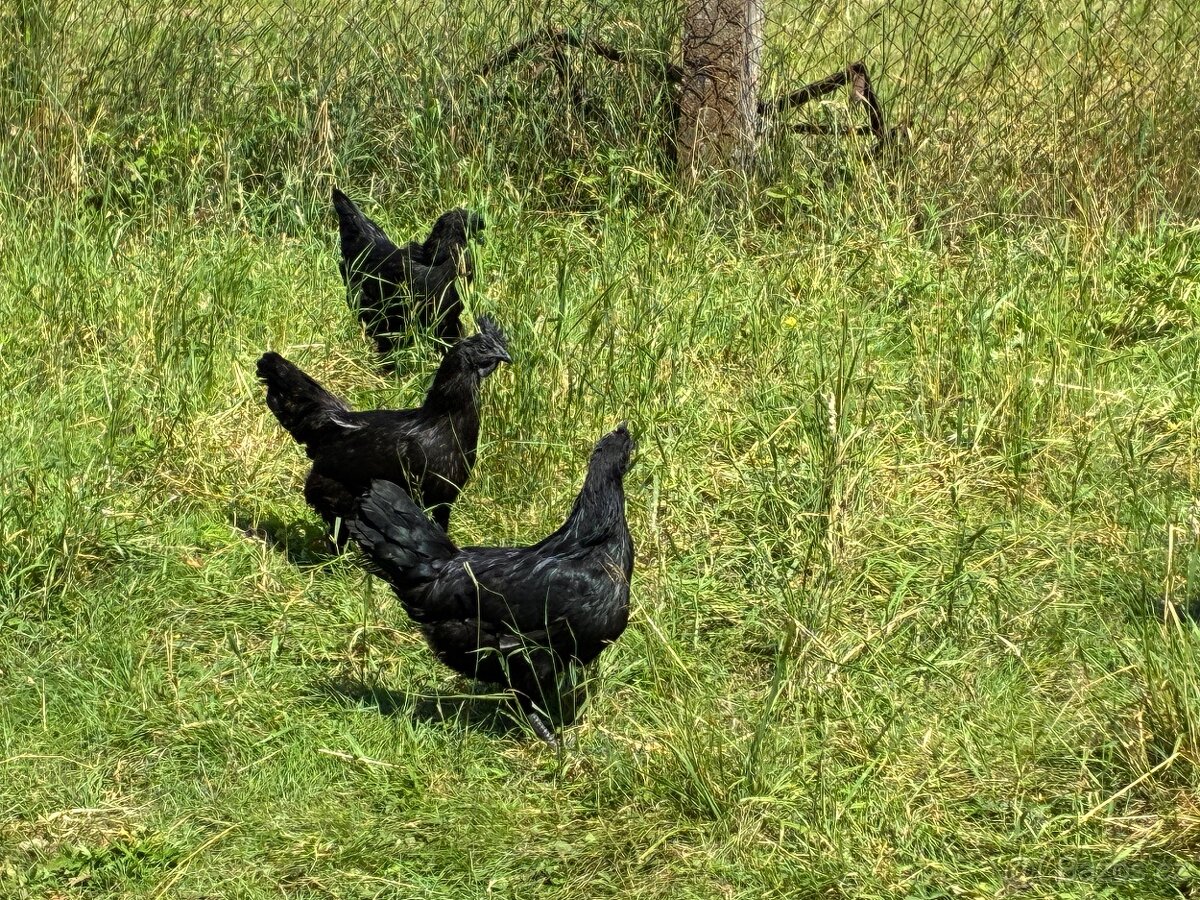 Nasadova vejce Ayam Cemani