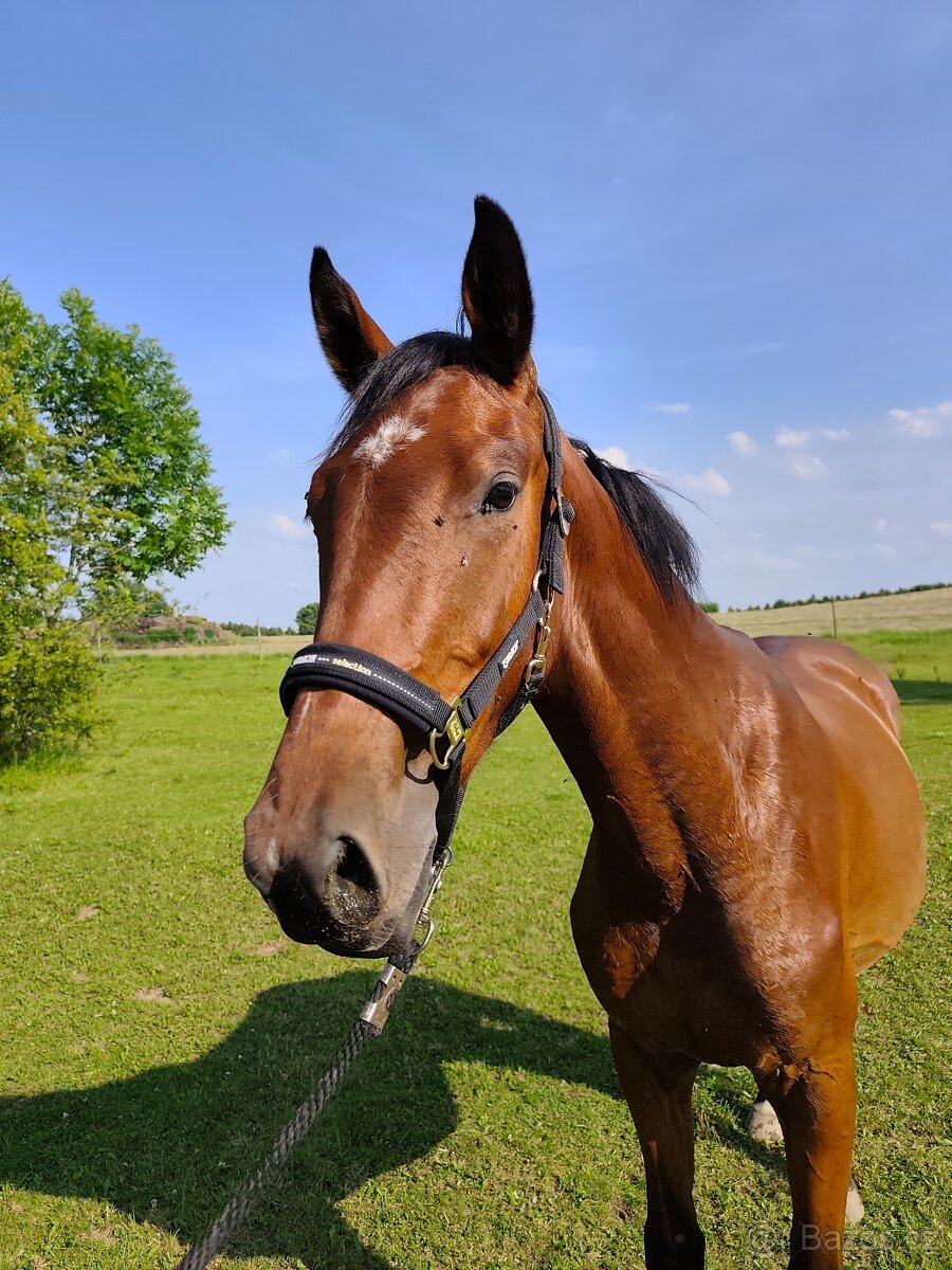 Tříletý valach CS po Beaumont