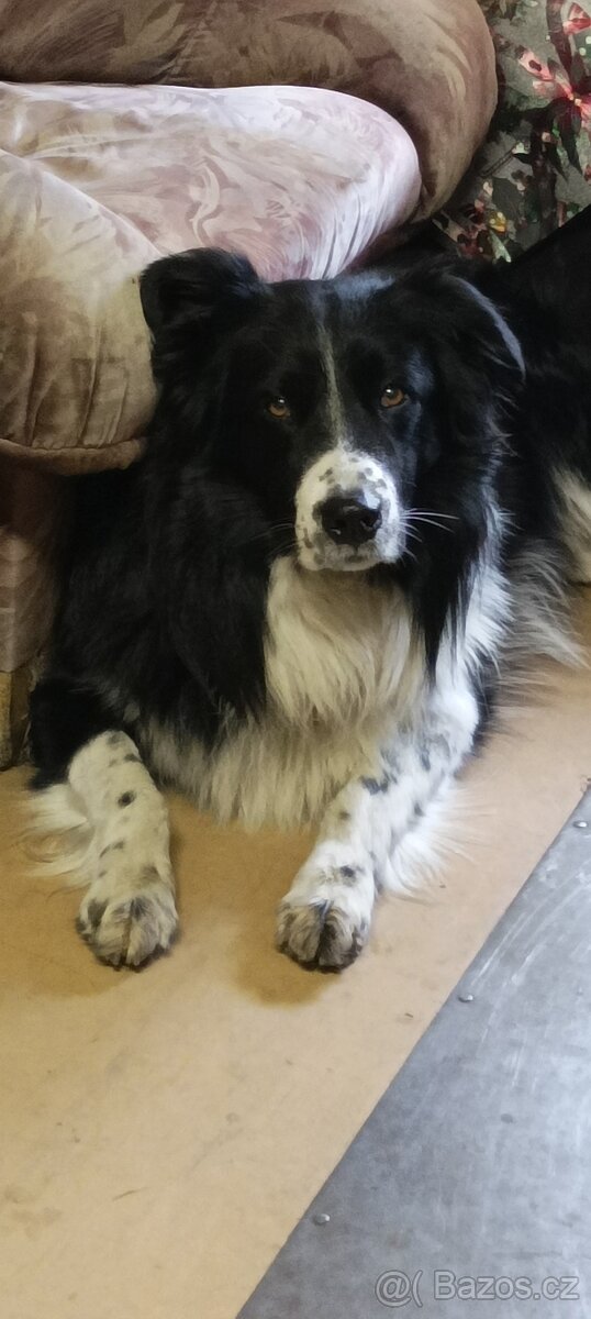 Krytí pes Border kolie