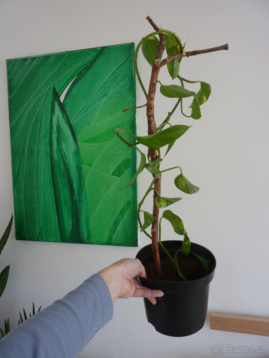 Potos - photos na dřevě nebo na žebříčku - pokojová rostlina