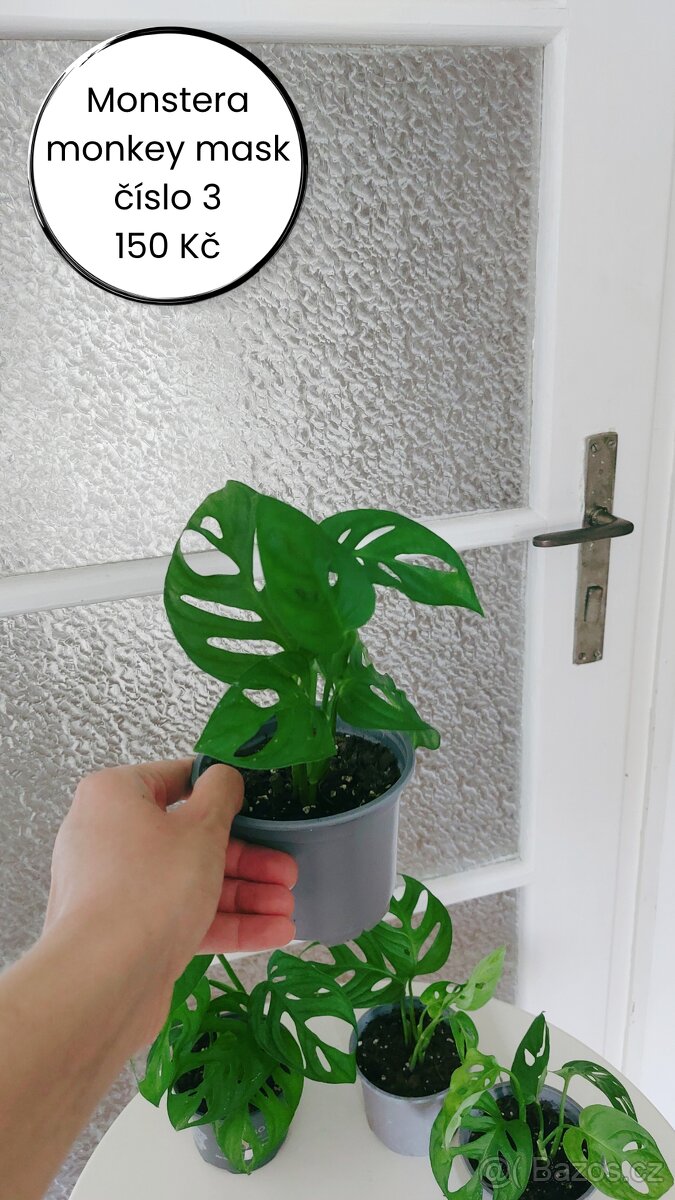 Monstera Monkey Mask - č. 3