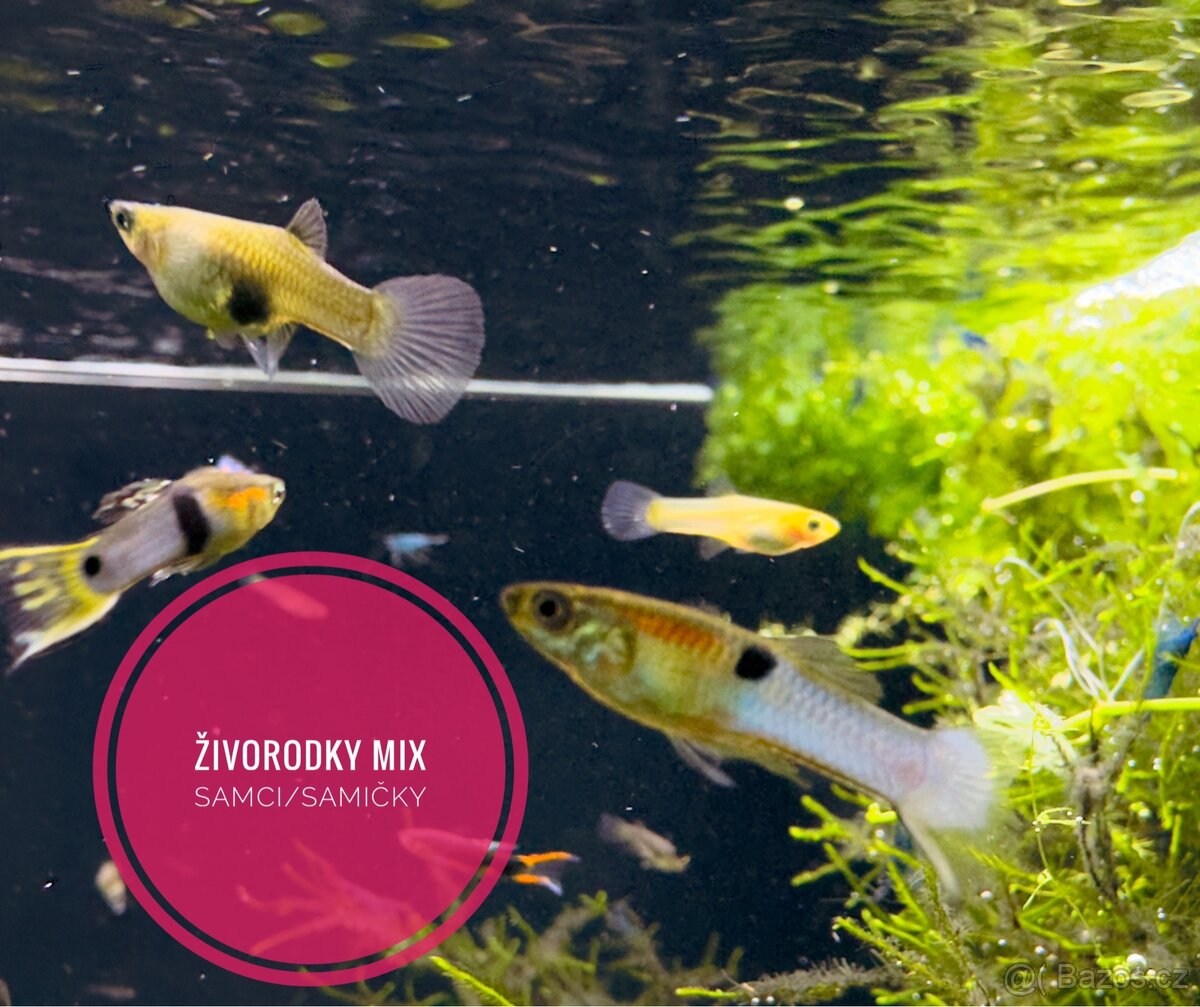 Živorodky MIX (endlerky) Samci/Samičky