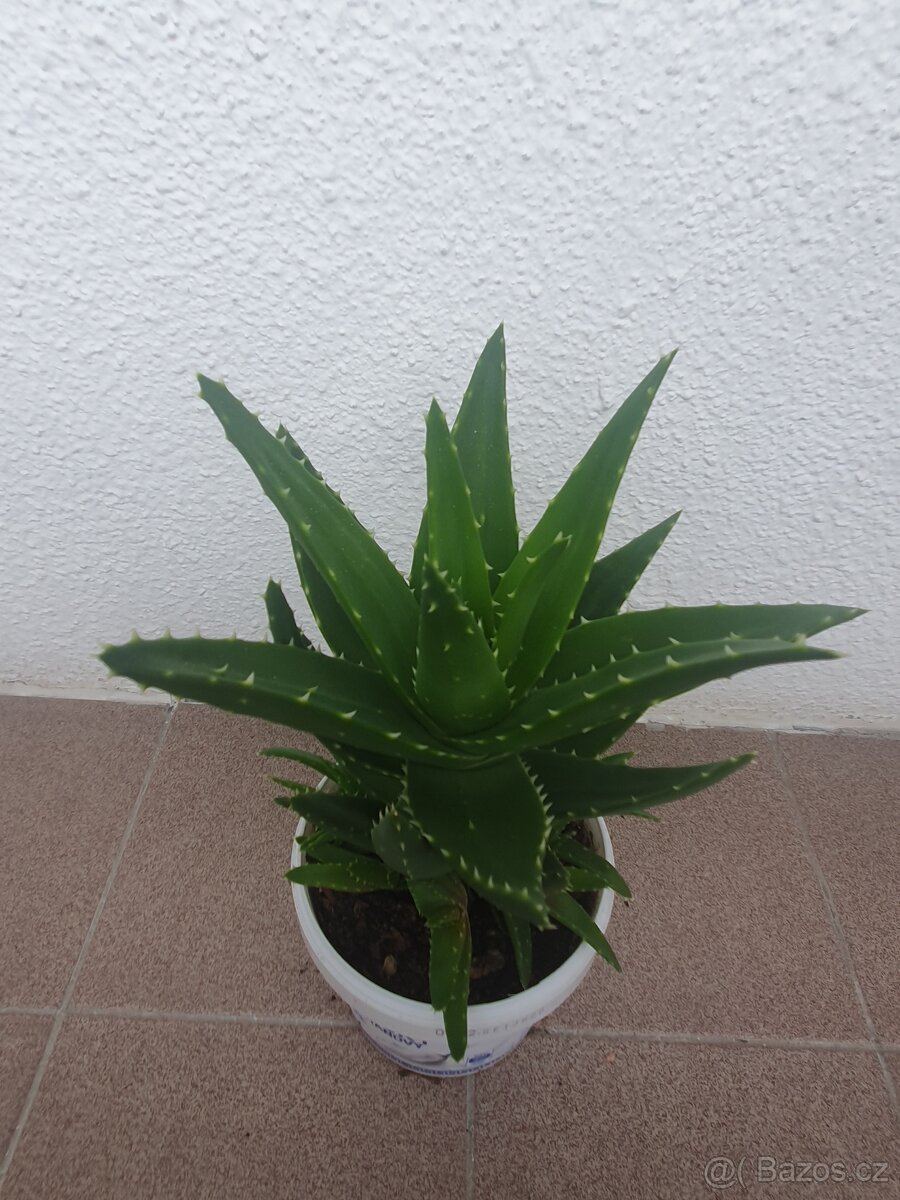 Aloe vera