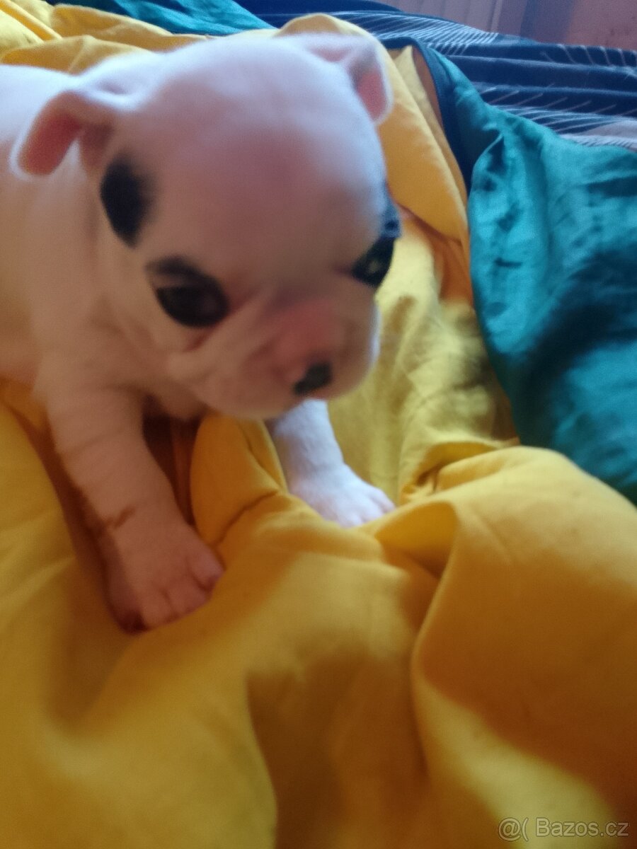 Francouzský buldoček štěňata