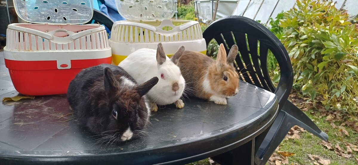 Zakrslý králíček