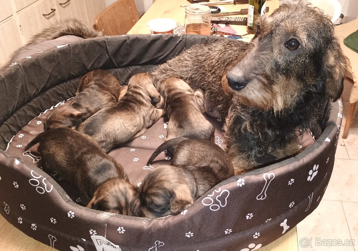 Nabídka štěňat