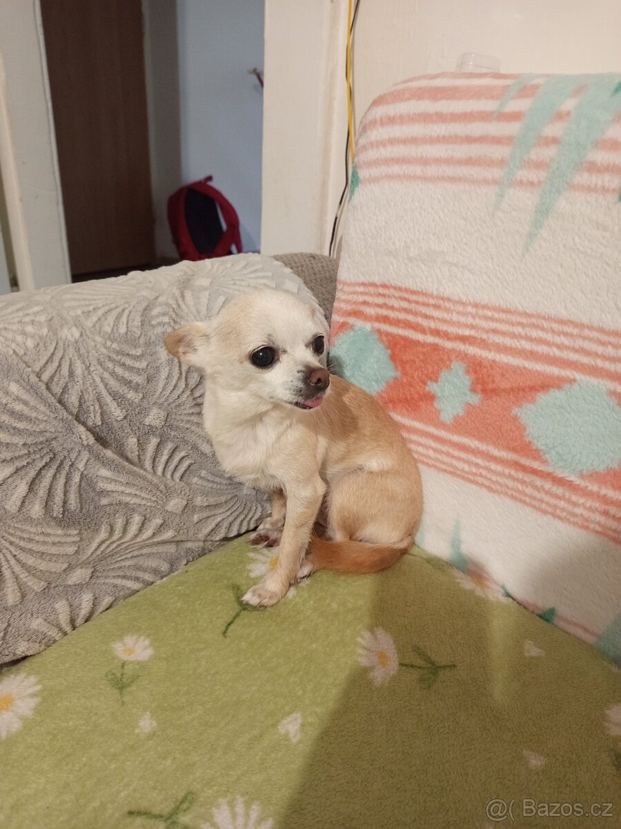 Čivava krátkosrstá