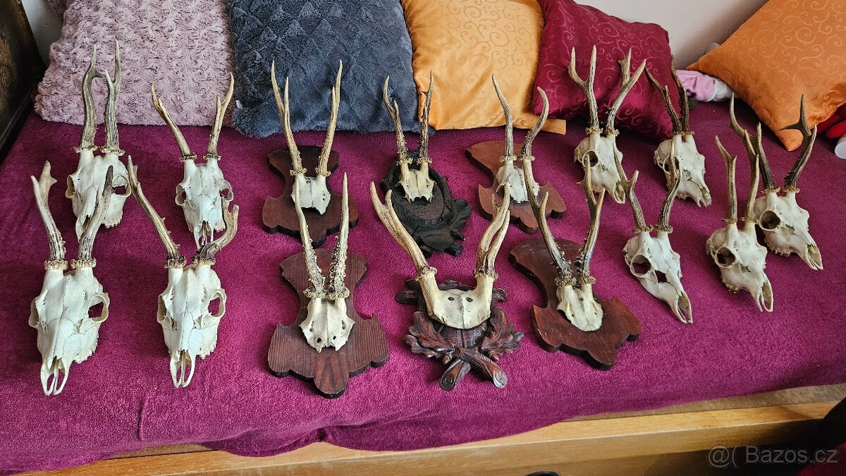 Srnčí paroží – celá sbírka 15 kusů (Brno)