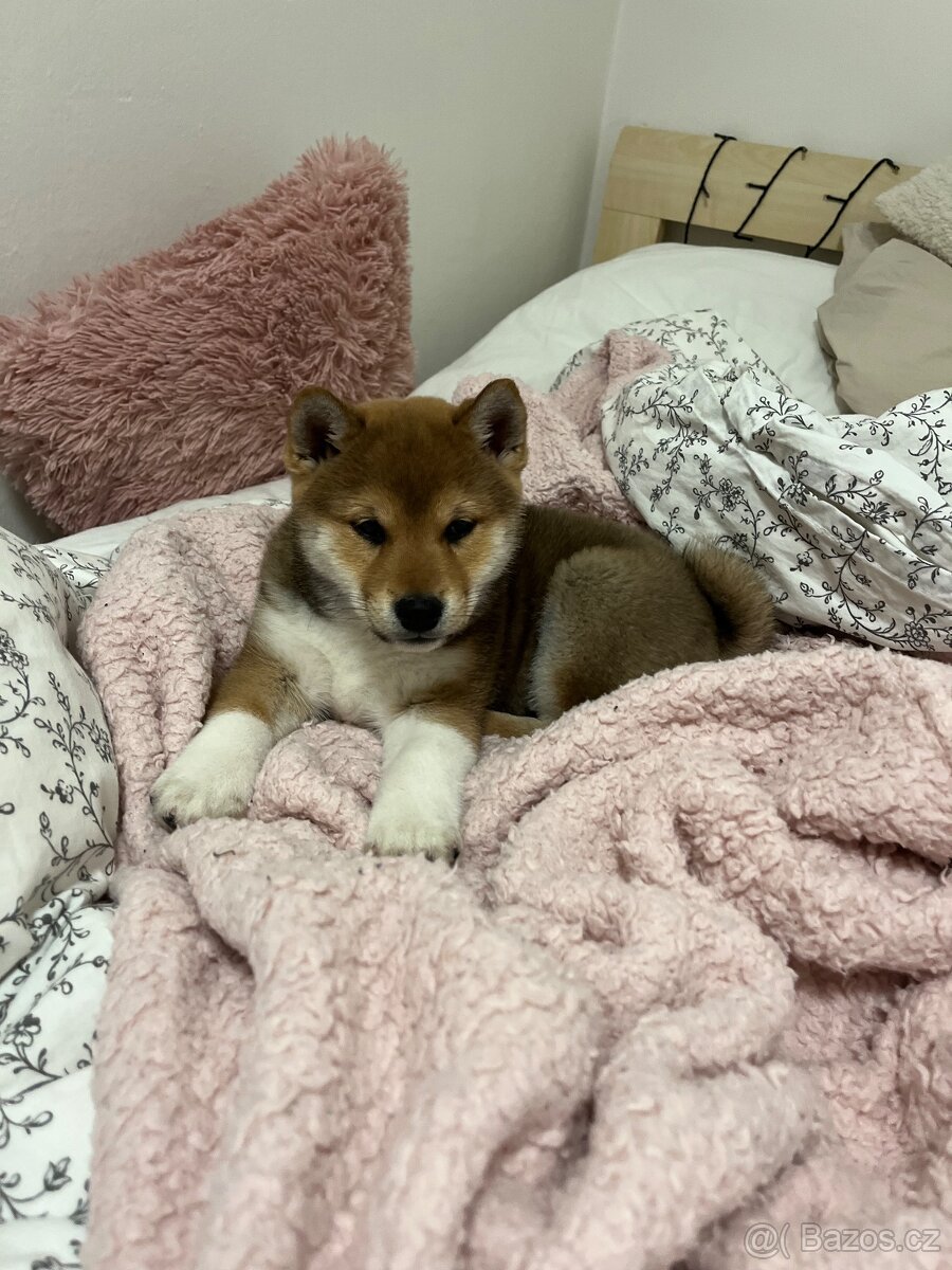 Štěňátko Shiba inu s PP