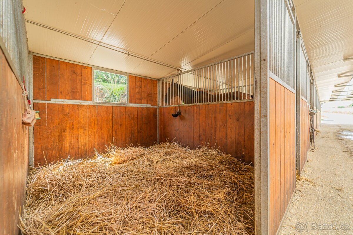 Ustájení koní – Telce u Peruce