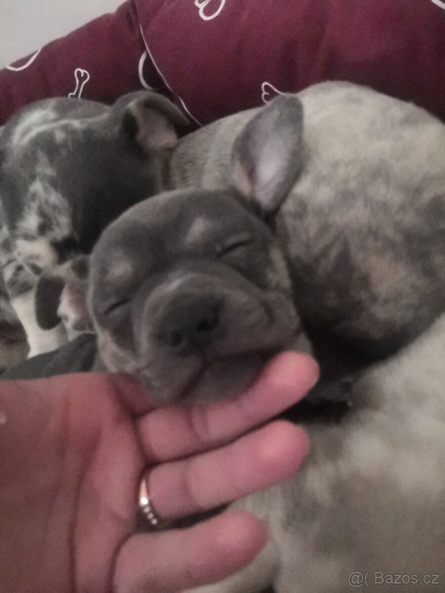 Nabízím štěňata