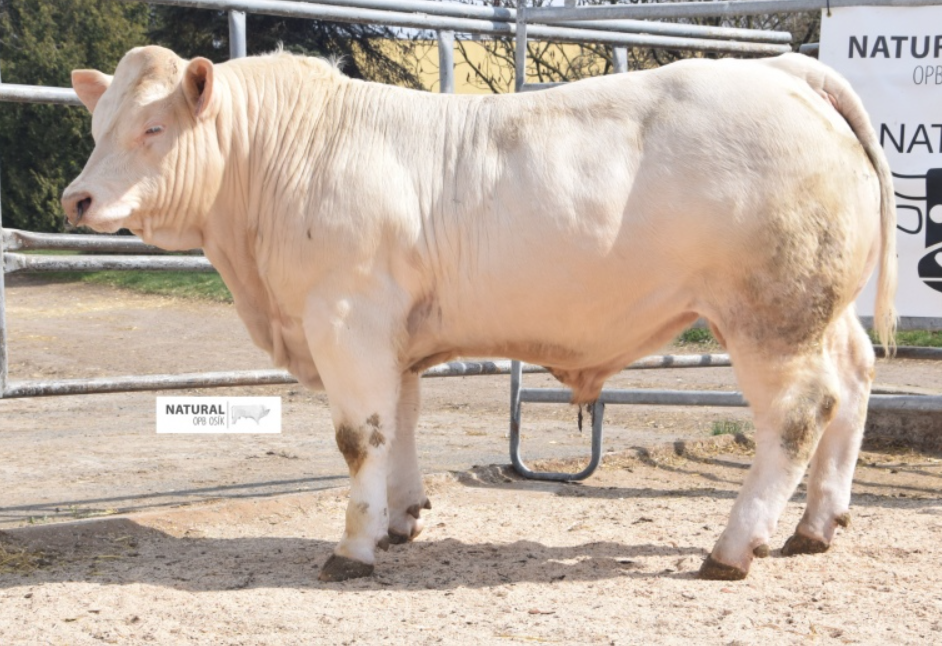Plemenný býk charolais