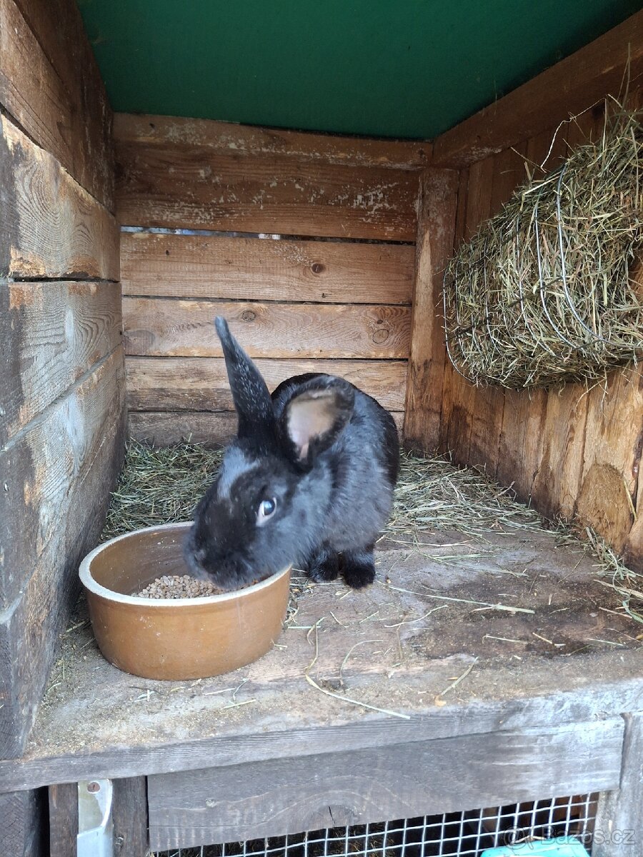 Králík-samice-březí