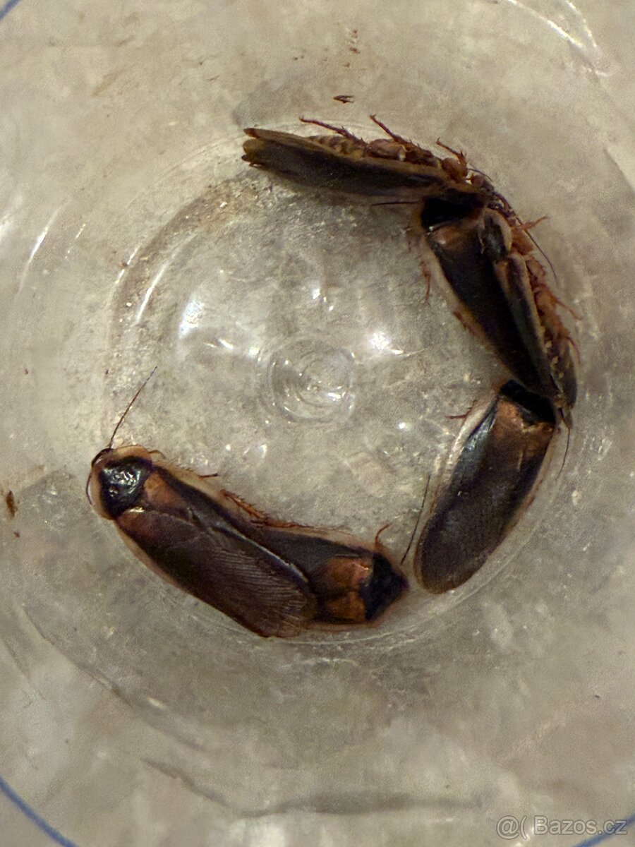 Šváb argentinský (Blaptica dubia)