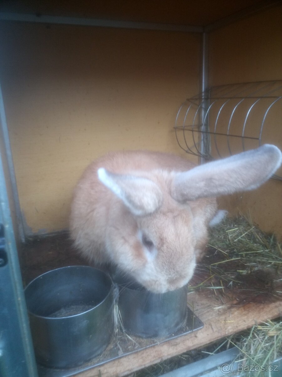 Králík